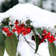 Trêve hivernale pour votre jardin… pas pour vous…