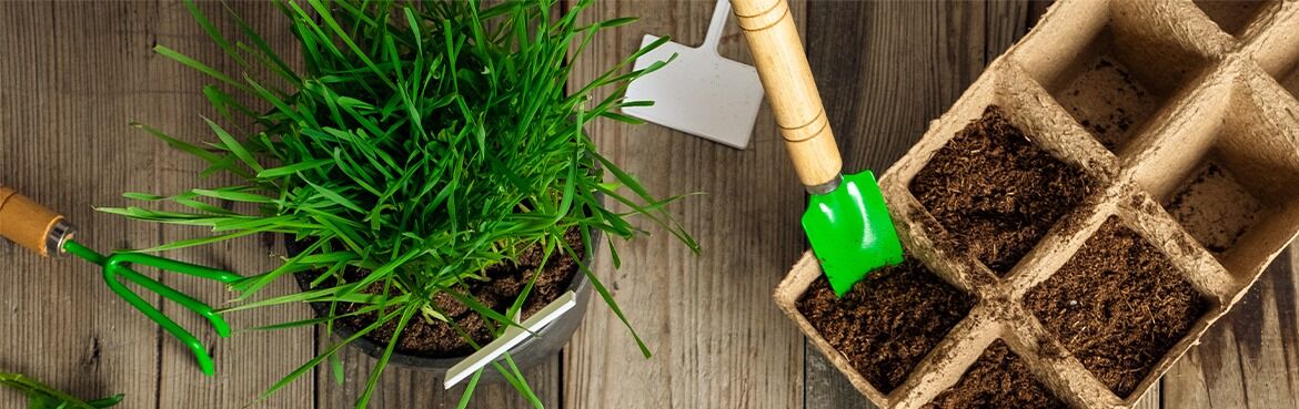 Le chat et les plantes du jardin et de la maison - Gamm vert