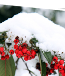 Trêve hivernale pour votre jardin… pas pour vous…