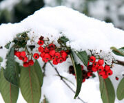 Trêve hivernale pour votre jardin… pas pour vous…