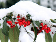 Trêve hivernale pour votre jardin… pas pour vous…